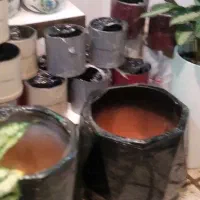 انواع گل‌های آپارتمانی وزینتی|گل و گیاه طبیعی|مشهد, هنرور|دیوار