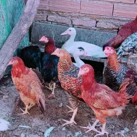 فروش نیمچه جوجه محلی مرغ و خروس و اردک