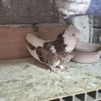 کبوتر هما|پرنده|ری, شهرک نظامی|دیوار