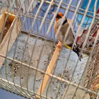 سهر کهنه|پرنده|بروجرد, |دیوار