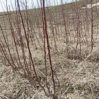 نهال قیمت 50.000