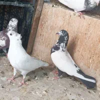 کفتر زینتی طوقی کاکل|پرنده|صباشهر, |دیوار