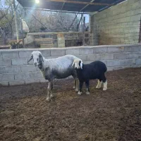 گوسفند جوان بره دار با بره نر|حیوانات مزرعه|گنبد کاووس, |دیوار