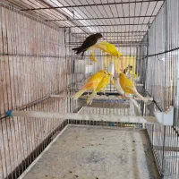 قناری های سالن|پرنده|قیدار, |دیوار