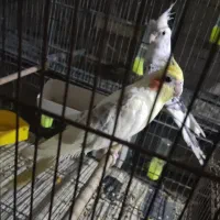 عروس هلندی ماده2کت لوتینو والبینو