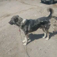 برای حیوانداری گله