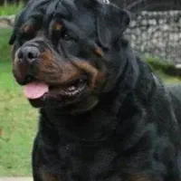 واگذاری ژرمن|سگ|برازجان, |دیوار