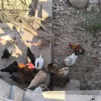 فروش مرغ و خروس محلی اصل|حیوانات مزرعه|نورآباد ممسنی, |دیوار