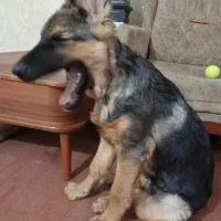 ژرمن ۵ ماهه ماده