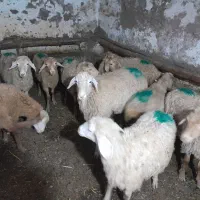 بره پای پروری۱۰ عدد|حیوانات مزرعه|انگوت, |دیوار