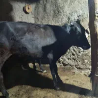 شش تا گاو گوساله بومی|حیوانات مزرعه|ماهنشان, |دیوار