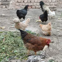 مرغ خروس خونگی|حیوانات مزرعه|قم, شهرک امام حسن|دیوار
