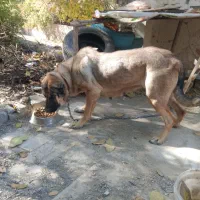 سگ سرابی ماده اصیل