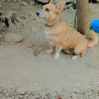 سگ نگهبان|سگ|گرمسار, |دیوار