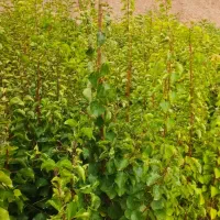 درخت|خدمات باغبانی و درختکاری|دماوند, دماوند|دیوار