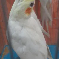 فروش عروس پاریس زیر قیمت بازار