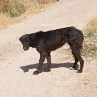 سک قدریجونی|سگ|شیراز, گویم|دیوار