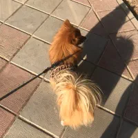 سگ پامرانین|سگ|شاهین‌شهر, خبرنگار|دیوار