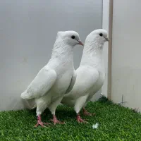 کبوتر پرشی شمرونی
