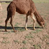شتر ترکی