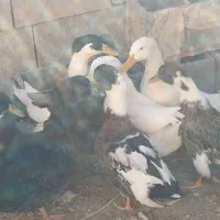 اردک محلی و پروازی|حیوانات مزرعه|ششده و قره بلاغ, |دیوار