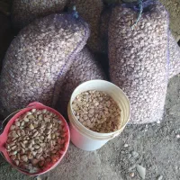 بذر سیر مغان درجه یک