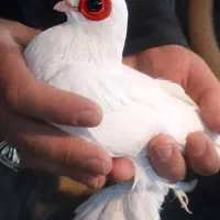 کبوتر