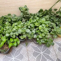 شوش فروش گلهای اپارتمانی|گل و گیاه طبیعی|شوش, |دیوار