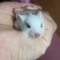 همستر خوب و جفت واقعی