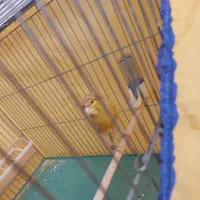 قناری نر‌مست‌مست‌ کشیده  پلاک دار  خوش دهن