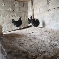 مرغ محلی. دلوار