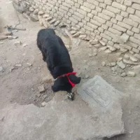 لاس|سگ|بروجن, |دیوار