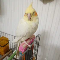 عروس ۴ماهه کاملا سالم