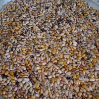 باکله خشک برای کاشت