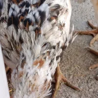 جوجه واروک گلین|حیوانات مزرعه|موچش, |دیوار