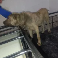 سگ سرابی اصیل نر