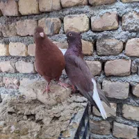 طوقی دم سفید سینه ای کله الماسی سرخ پرشی کله ای