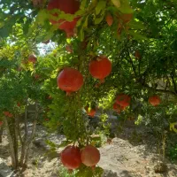 باغ ۳جریب ونیم سندشش دنگ درجرم افشار (واژنان)