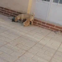 سگ پاکوتاه|سگ|کرمان, |دیوار