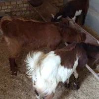 بزغاله نر|حیوانات مزرعه|انبارآلوم, |دیوار