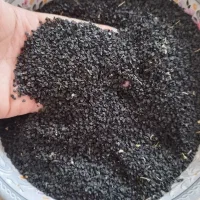 بذر پیاز سفید