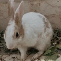 خرگوش