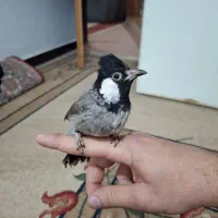 عروس هلندی نر