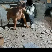 سگ سرابی واگذاری|سگ|تبریز, |دیوار