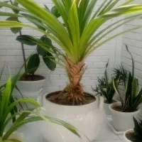 گل پاندانوس