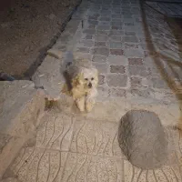 فروش سگ خانگی