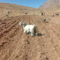 بز میش گوسفند بره بزغاله