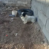 سگ. گوسفندی|سگ|آبکوه, |دیوار