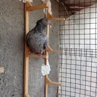 صید|پرنده|مشهد, چهاربرج|دیوار