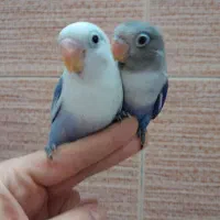 کوتوله بزیلی یووینگ|پرنده|قم, یزدانشهر|دیوار